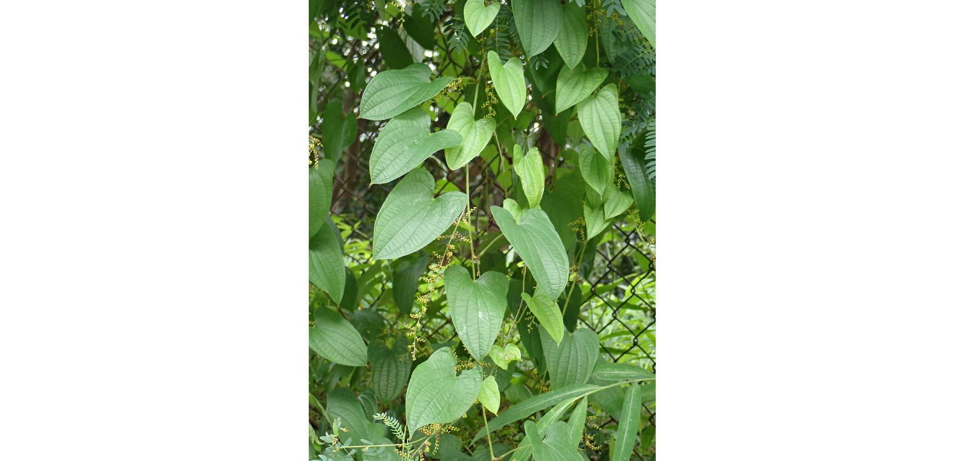 Củ mài